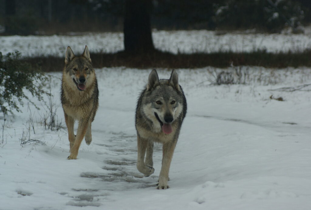 perros lobos